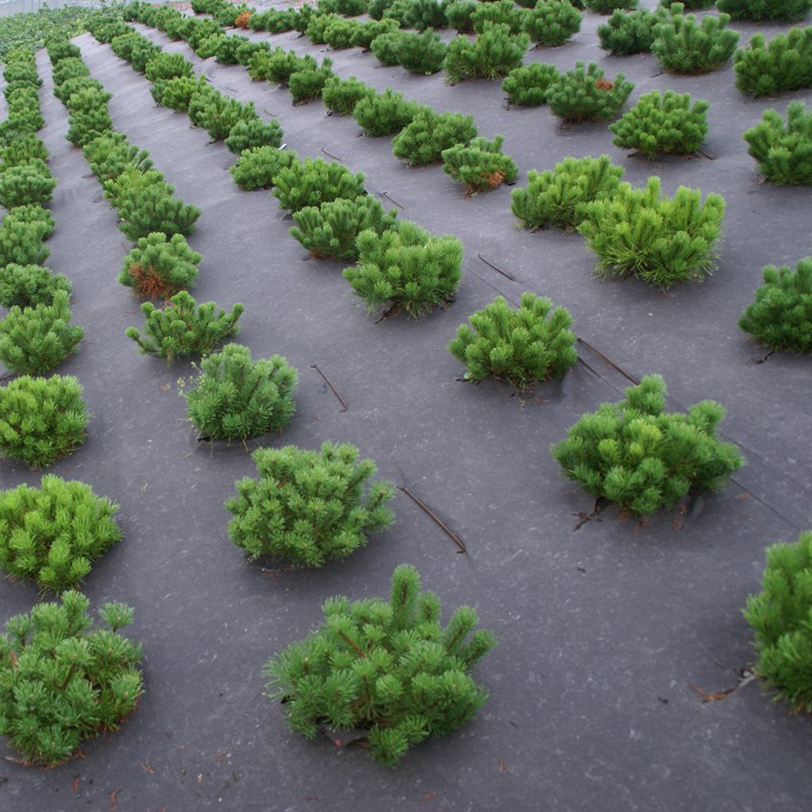 BioWeedStop BioWeedStop