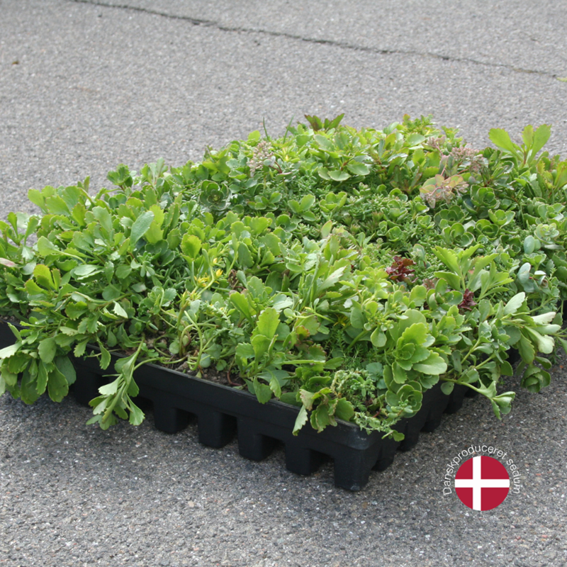 BGreen-it sedumbakker til sedumtag BGreen-it sedumbakker til sedumtag
