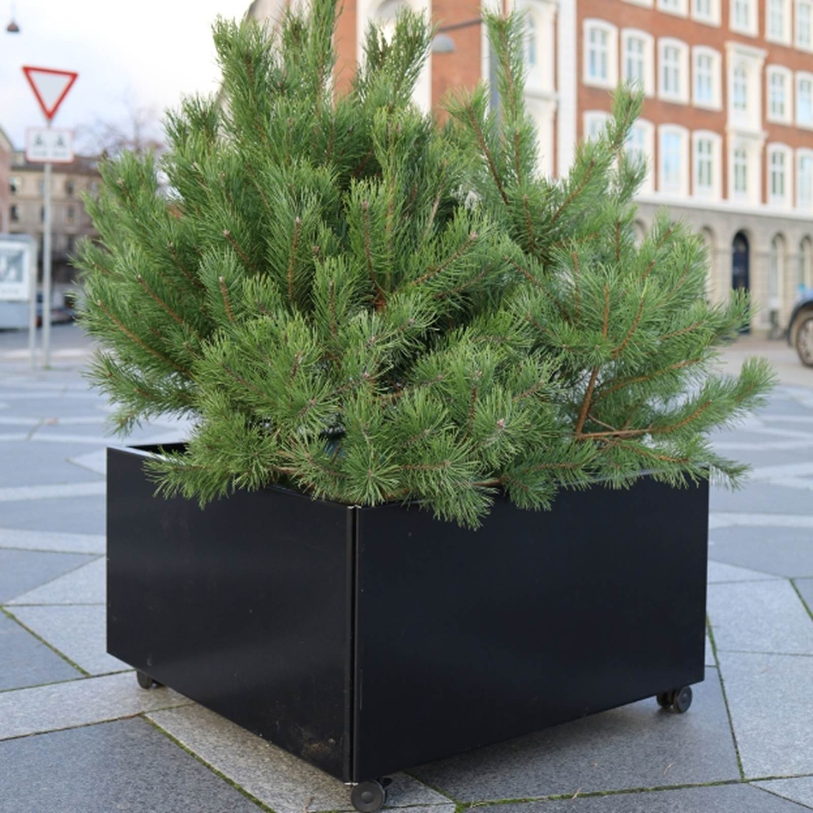 Svart blomlådor -  höjd 40 cm Svart blomlådor -  höjd 40 cm